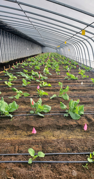 Greenhouse collards (2)